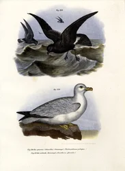 Uccello delle tempeste europeo